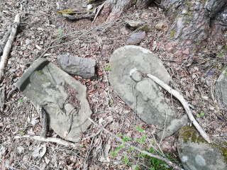 画像に含まれている可能性があるもの:木、屋外